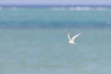 Fototapeta na wymiar 沖縄の海辺を飛ぶアジサシ
