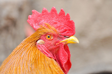 Beautiful rooster  with a red comb and a yellow beak. Isolated rooster portrait
