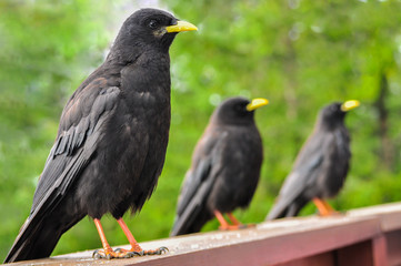 Black birds waiting aligned for food