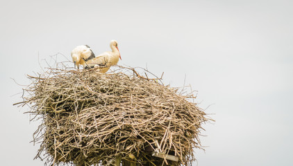 A couple of White Storks sit on a nest made on a utility pole