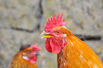 Beautiful rooster  with a red comb and a yellow beak. Rooster chicken cockcrow in the morning