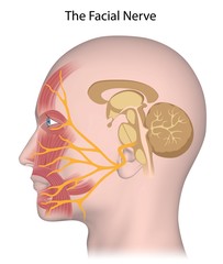 The facial nerve