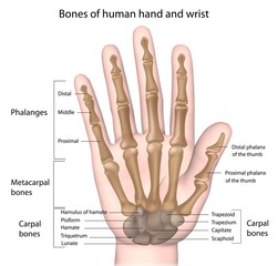 Bones of the hand, labeled.  - obrazy, fototapety, plakaty