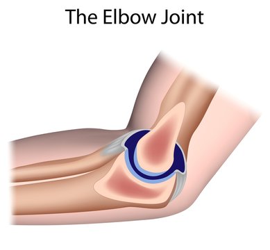 The elbow joint, unlabeled. 