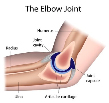 The elbow joint, labeled