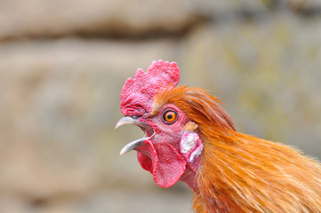 Beautiful rooster  with a red comb and a yellow beak. Rooster chicken cockcrow in the morning