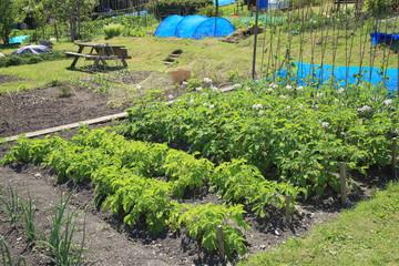 Allotment in village of Beer in Devon