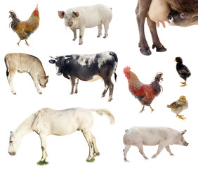 Fototapeta premium set of farm animals. chicken, pig, cow isolated on white background