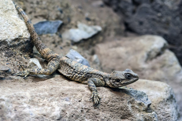 Beautiful Painted Dragon reptile Stellagama Stellio Brachydactyla on rock