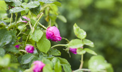 pink rose with raindrops in nature