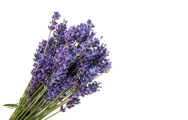 Bouquet of lavender isolated