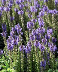 lila flowers of lavand herb