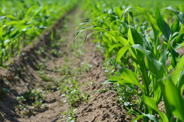 Young corn close-up with copy space. Agriculture background