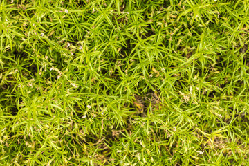 background leaves ground-cover green plant