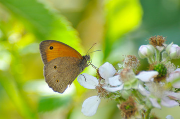 Maniola jurtina, Meadow Brown on white rose flowers. Butterfly on wild flower