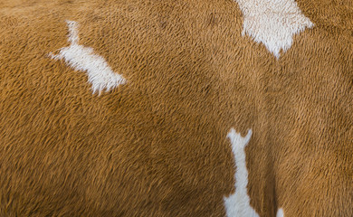 Fur of Cow