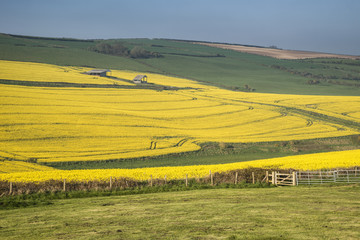 Fototapeta premium Beautiful landscape image of ripe rapeseed canola crop in Spring in English countryside