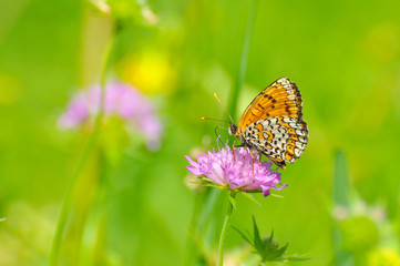 Melitaea cinxia, Glanville Fritillary butterfly on wild flower. Colorful butterfly isolated on green meadow