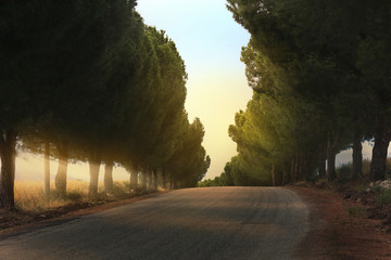 Road lined with trees