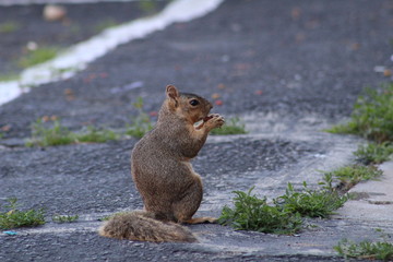 Squirrel eating a Nut on Broken Cement