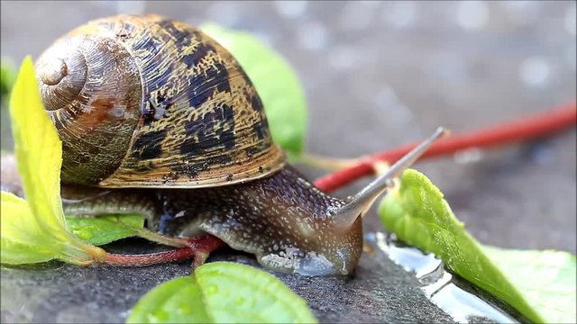 snail macro, Helix pomatia on leaf 
