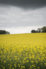 Shallow depth of field landscape of rapeseed canola field under moody skies in English countryside