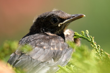 Junge Amsel