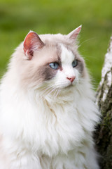Naklejka na ściany i meble white domestic cat in a garden