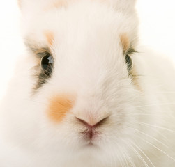 Naklejka premium rabbit in studio