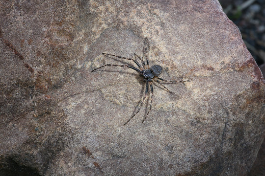 spider on the stone
