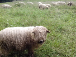 Owce na trawie © Konrad