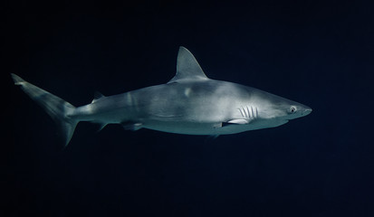 Shark