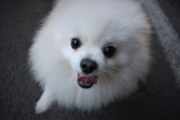 Obraz premium fun dog