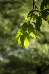 Lovely shallow depth of field fresh landscape of English forest and countryside in Spring sunshine