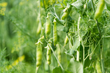 Green peas growing