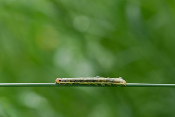Wet green catepillar crawling on grass blade after rain.