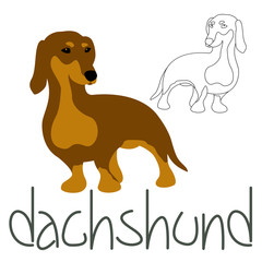 dachshund  dog  set vector illustration style Flat