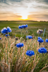 Beautiful cornflowers growing at the field.