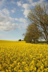 Rapsfeld bei Strasburg