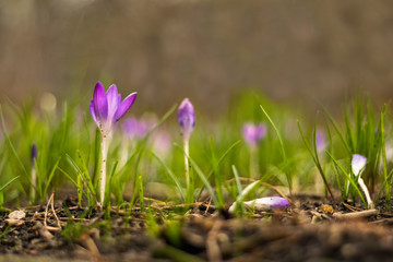 Krokus Dynamik des Frühlings