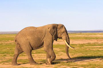 Fototapeta na wymiar Very big elephant in the savanna. Amboseli, Kenya