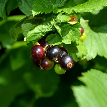 Black blueberry in the garden