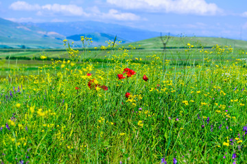 Amazing landscape with mountains and yellow field flowers, Armenia