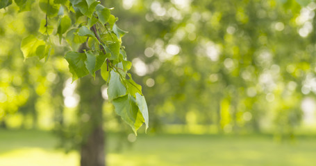 green linden leaves sways in the wind