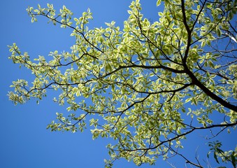  花咲くフイリミズキ（Cornus controversa ‘Variegata’ ）