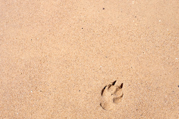 pawprint on the sand and sunset on the beach