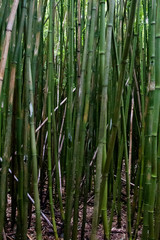 Bambuswald am Seven Sacred Pools Trail auf Maui, Hawaii, USA.