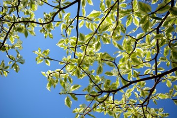  花咲くフイリミズキ（Cornus controversa ‘Variegata’ ）