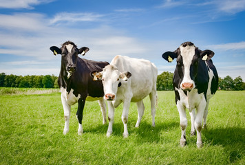 Drei h&uuml;bsche, schwarzbunte Rinder auf der Sommerweide in Norddeutschland