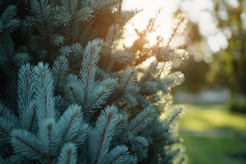 closeup blue spruce in autumn sunset